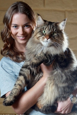 Maine Coon - the Largest Breed of Cats (Video and 50 Photos)