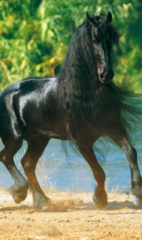 Самые красивые породы лошадей (Топ-25)