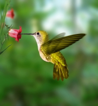 Самая красивая подборка с колибри (50 фото)