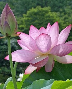 Самые красивые цветы в мире - Топ 10