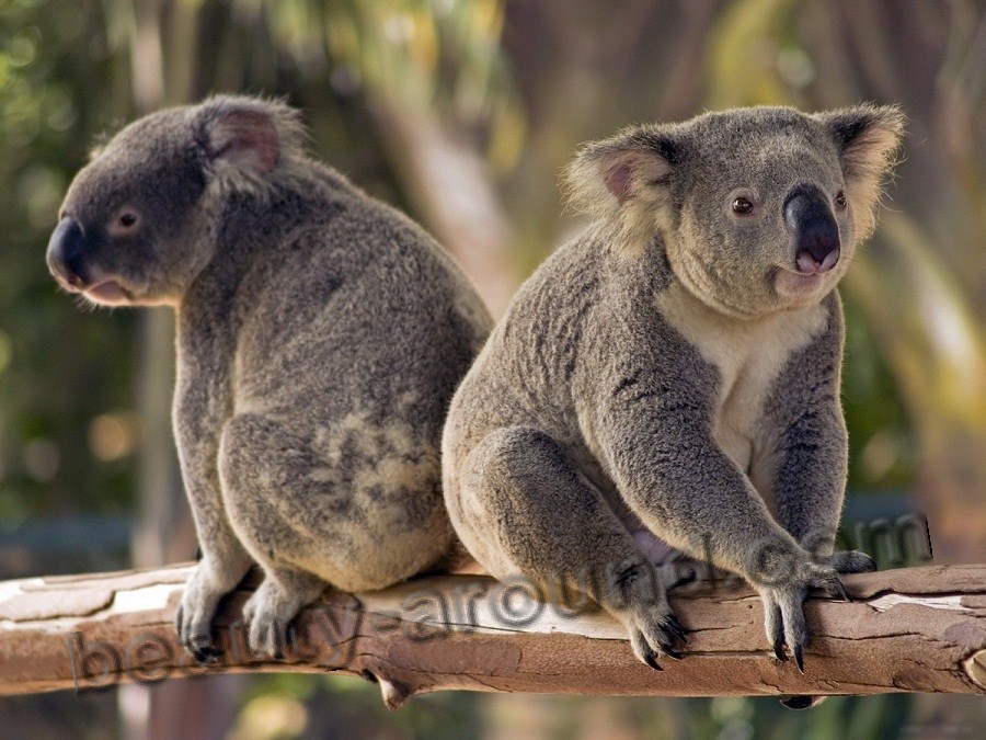 Коала - сумчатое животное Австралии, австралийское животное
