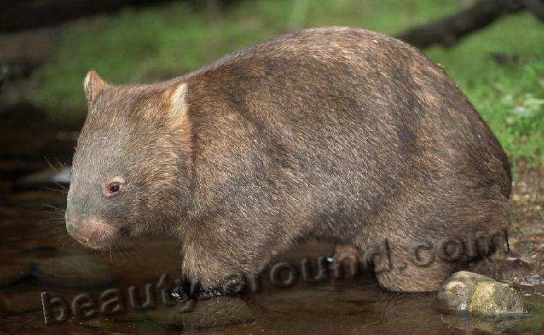 Вомбат / Vombat - ночное сумчатое животное Австралии, австралийское животное