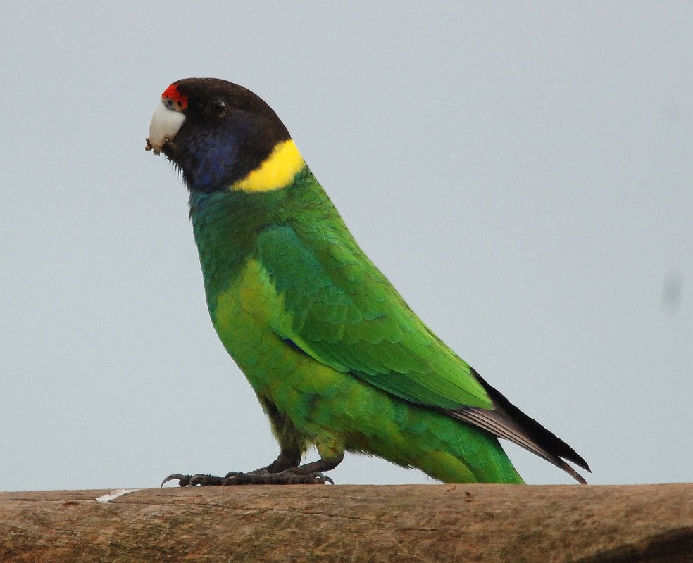 Australian Ringneck Australian parrots
