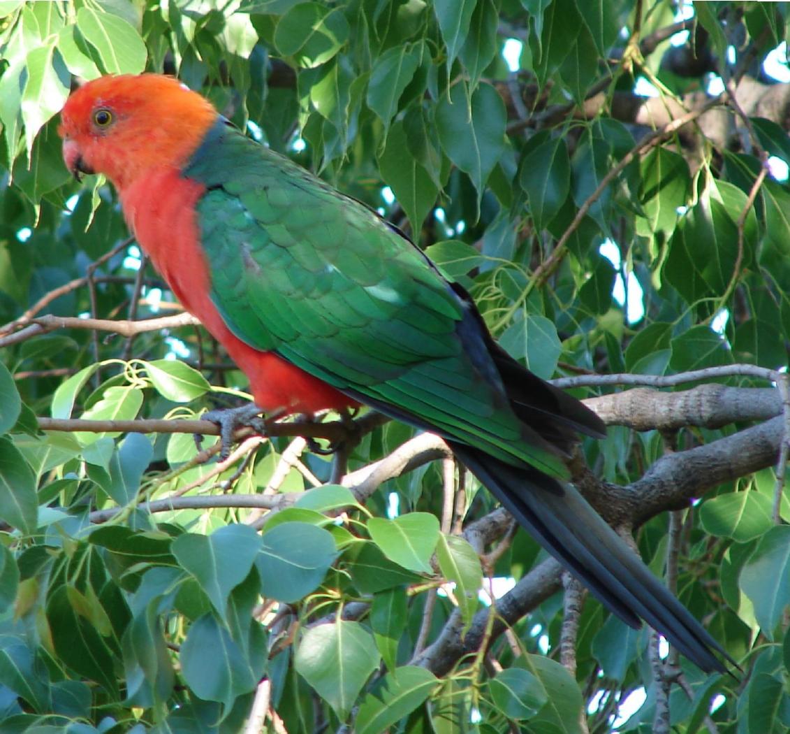 Beauty of Australian parrots