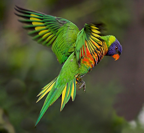 попугай Многоцветный лорикет фото, Австралийские попугаи фото