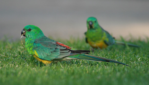 Певчий попугай фото, Австралийские попугаи фото