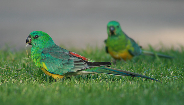 Red rumped Parrot Australian Parrots photo