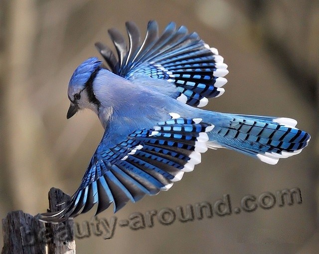 Голубая сойка фото красивых птиц