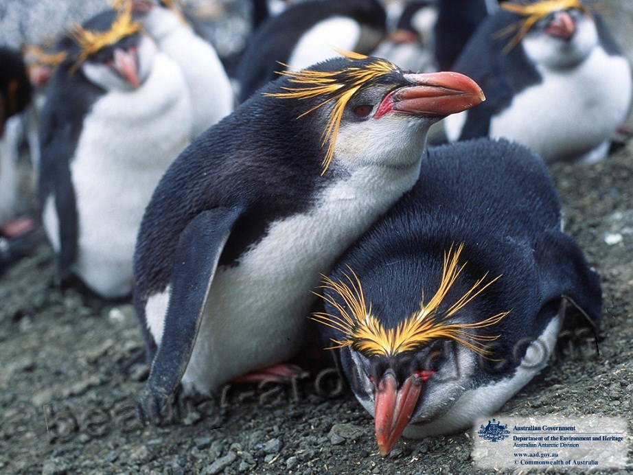 Златовласый  пингвин фото красивых птиц