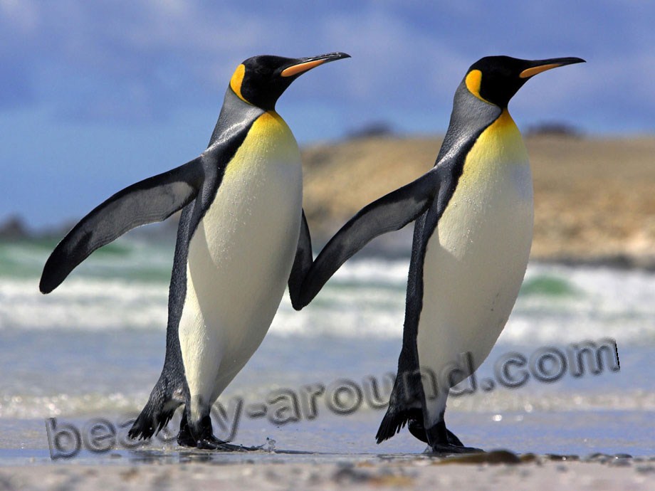 Императорский  пингвин фото красивых птиц