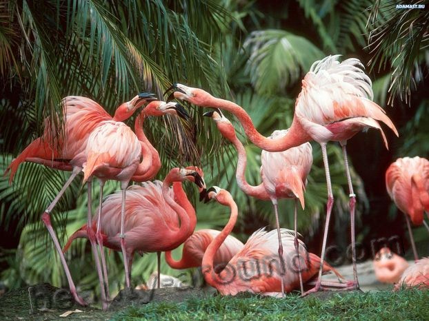 Розовый фламинго фото красивых птиц