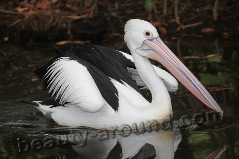 Австралийский пеликан фото красивых птиц