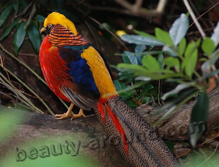 Золотой фазан фото красивых птиц