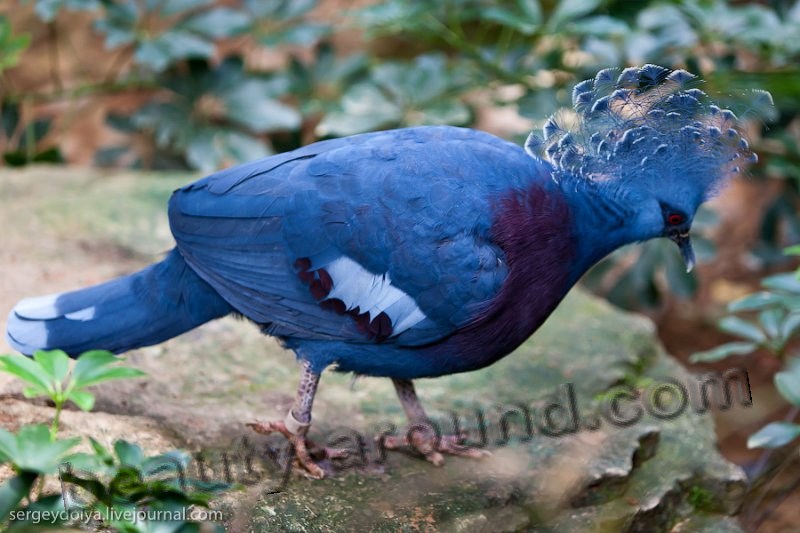 Веероносный венценосный голубь фото красивых птиц
