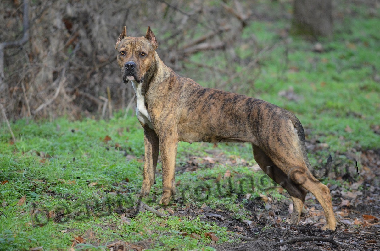 Alano espanol or Spanish Bulldog photo