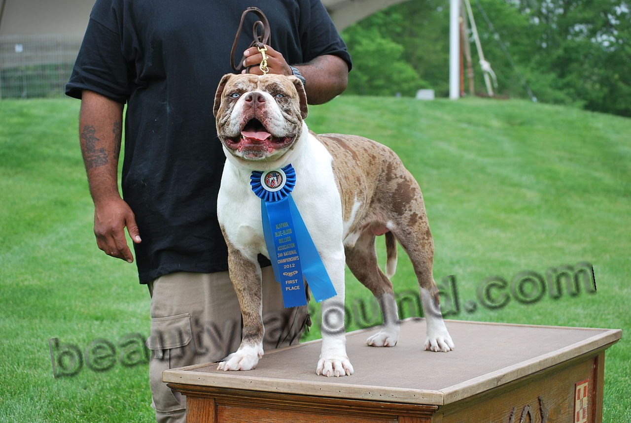 Alapaha Bulldog photo