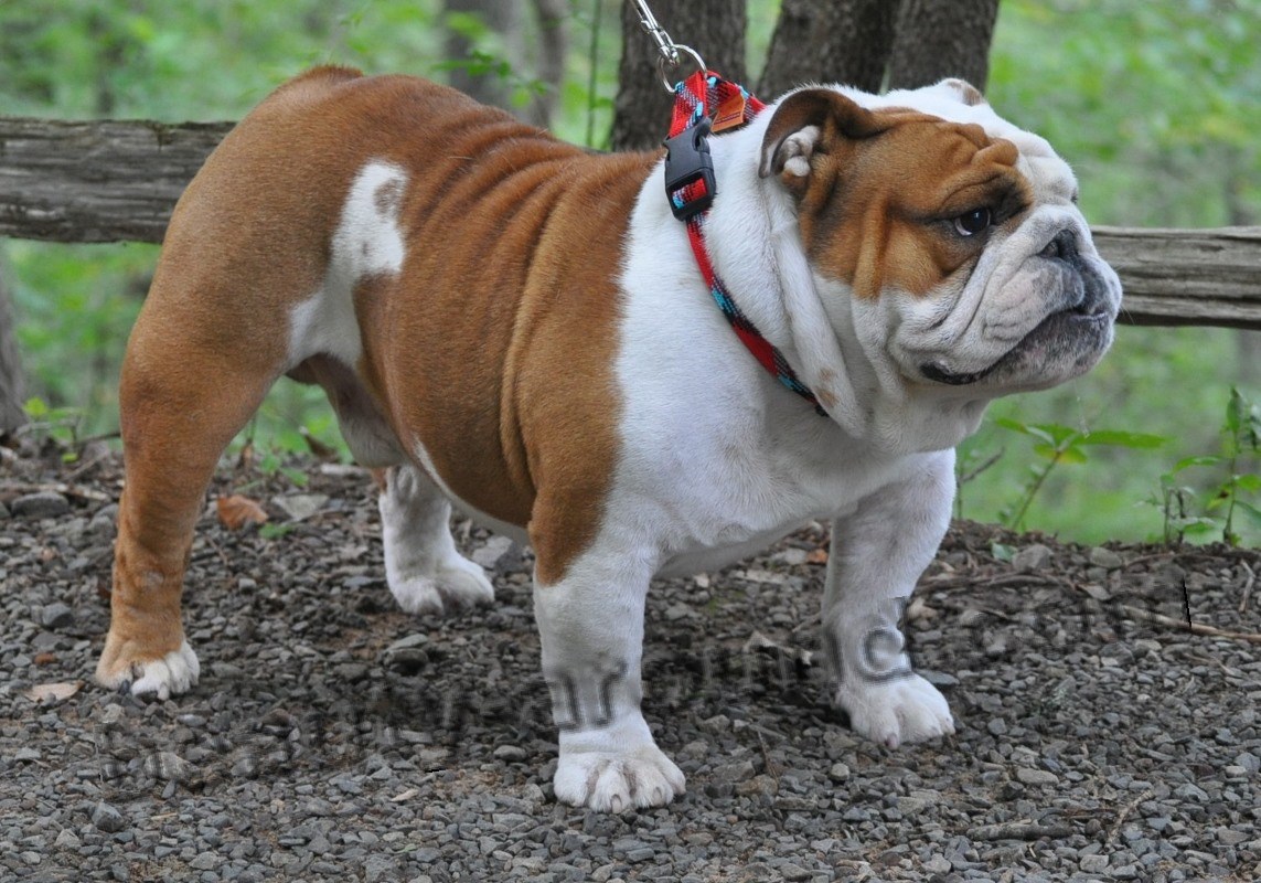 English bulldog photo