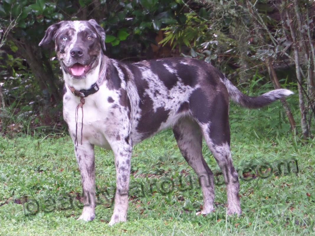 Catahoula Bulldog photo