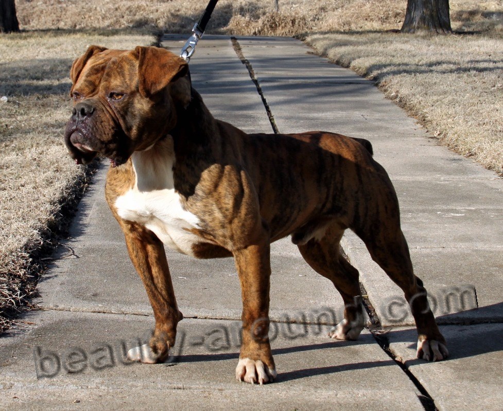 Olde English Bulldogge photo