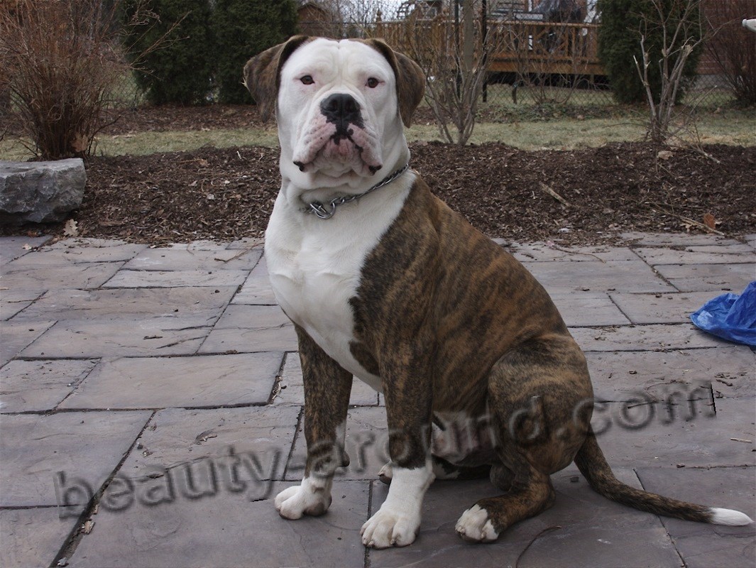 American Bulldog photo