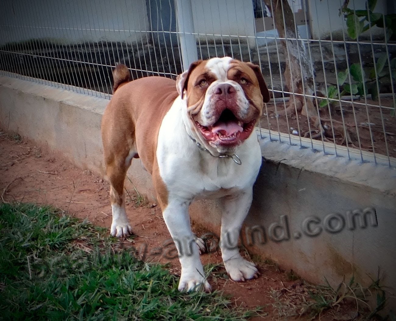 Bulldog Campeiro photo