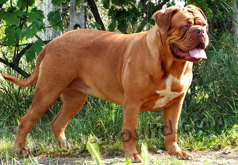 French Mastiff or Dogue de Bordeaux photo