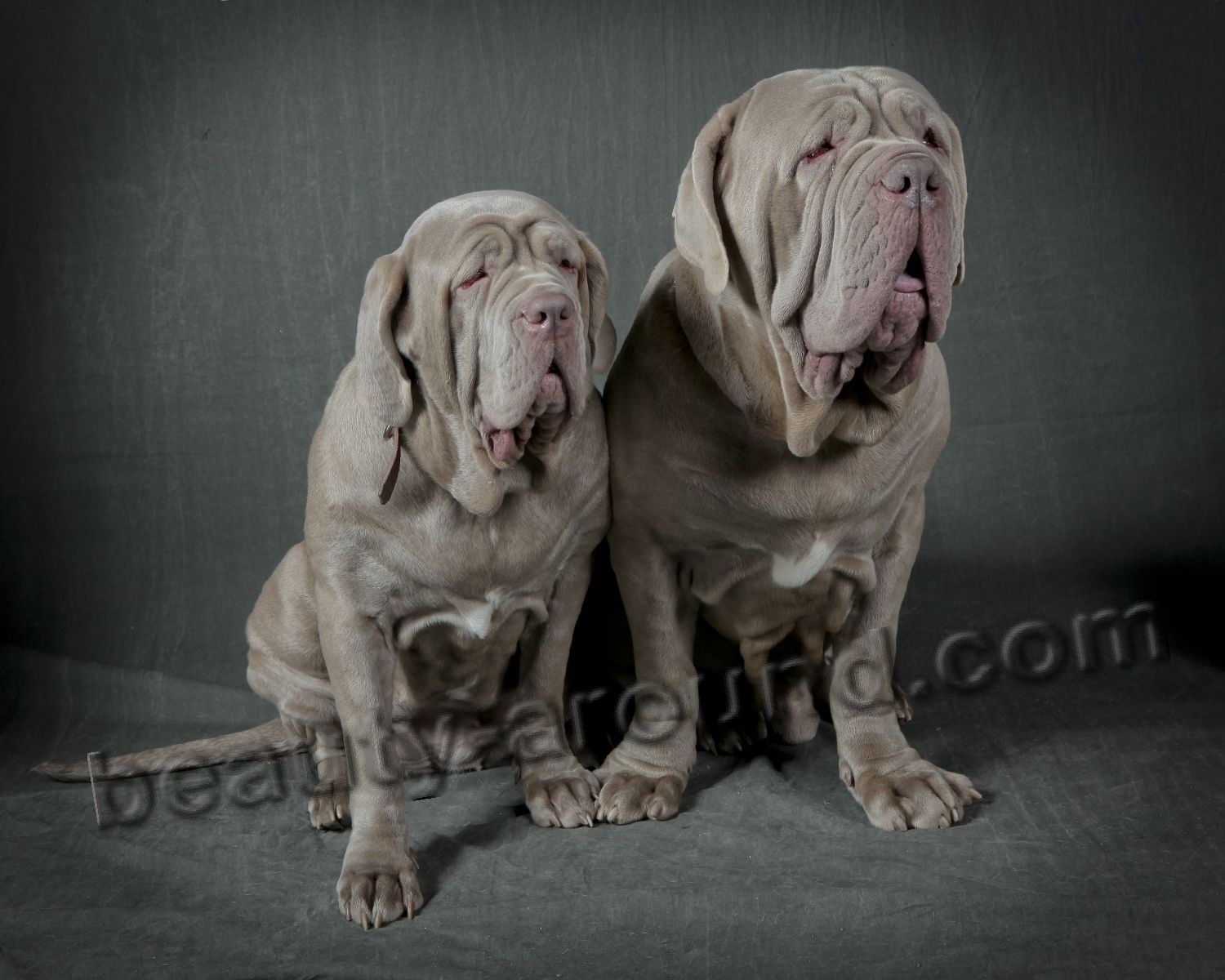 Neapolitan Mastiff or Mastino Napoletano photo