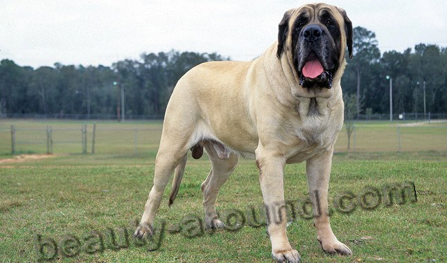 English Mastiff photo