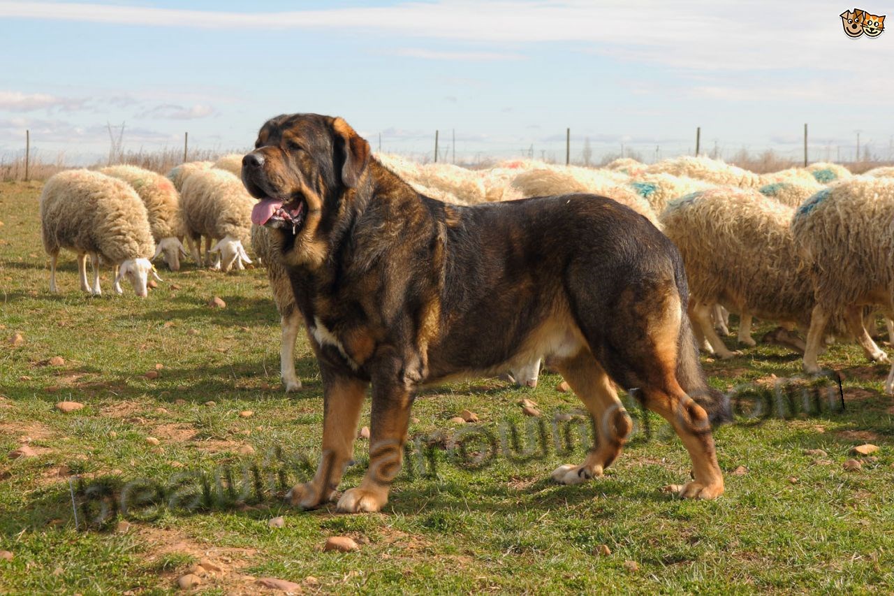 Spanish Mastiff photo