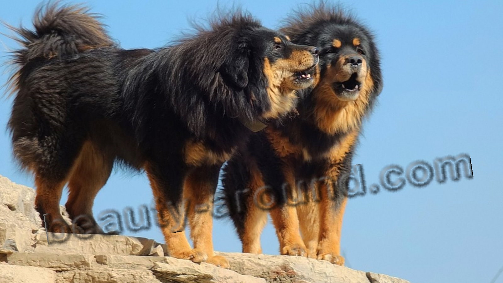 Tibetan mastiff photo