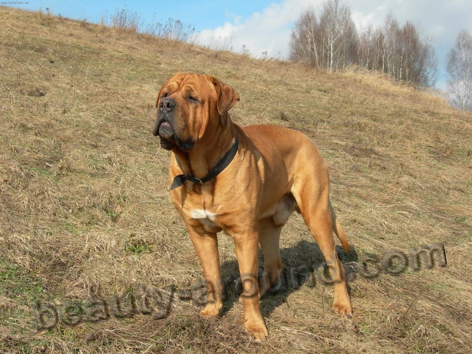 Japanese Mastiff Tosa-inu photo