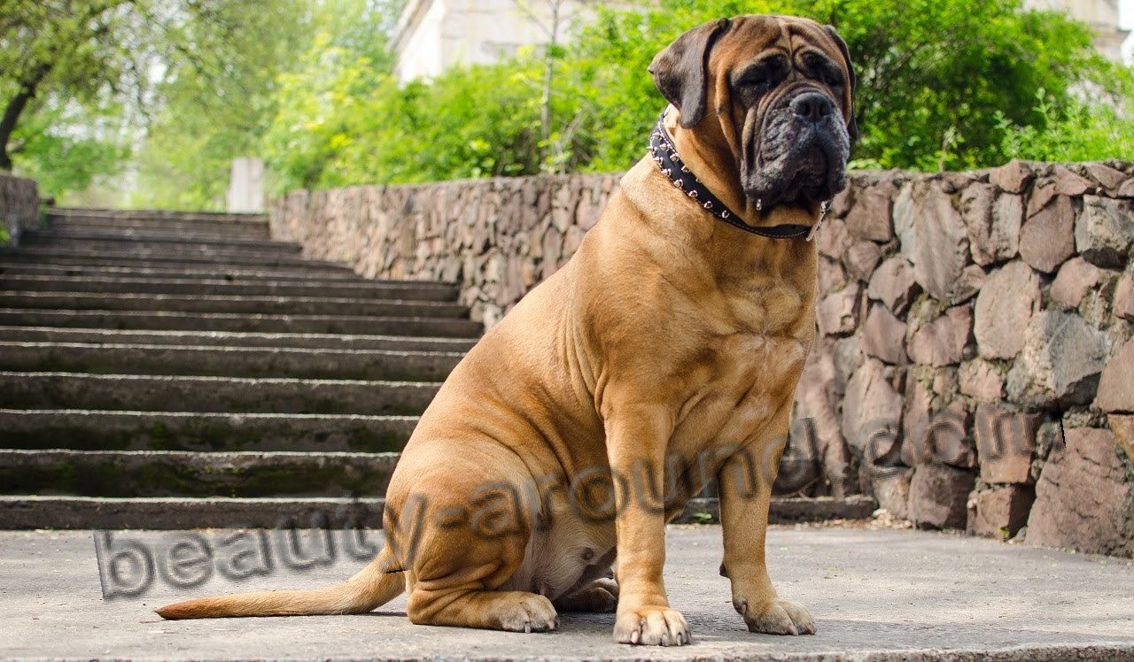 Bullmastiff photo