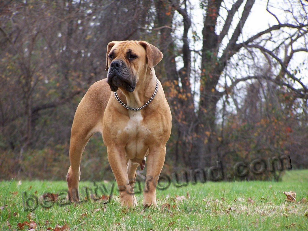 African Mastiff or Boerboel photo