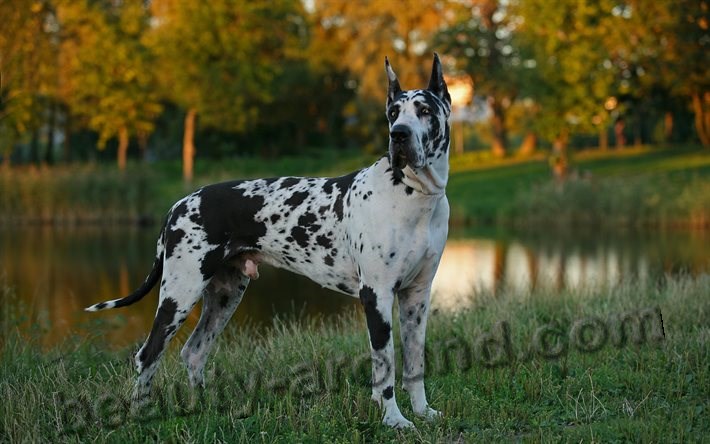 German mastiff photo