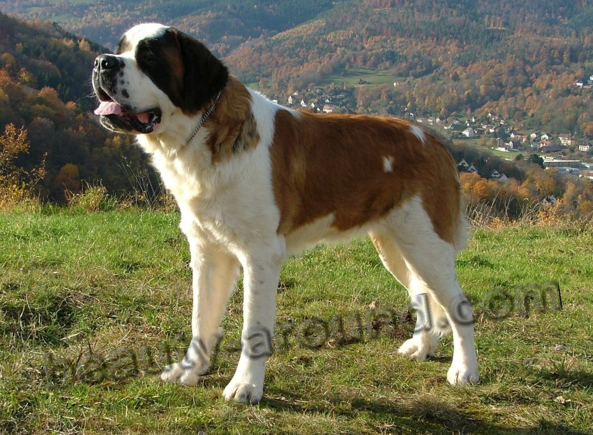 St. Bernard dog photo