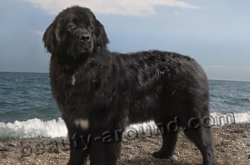 Newfoundland dog photo