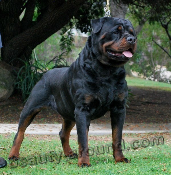 Rottweiler photo