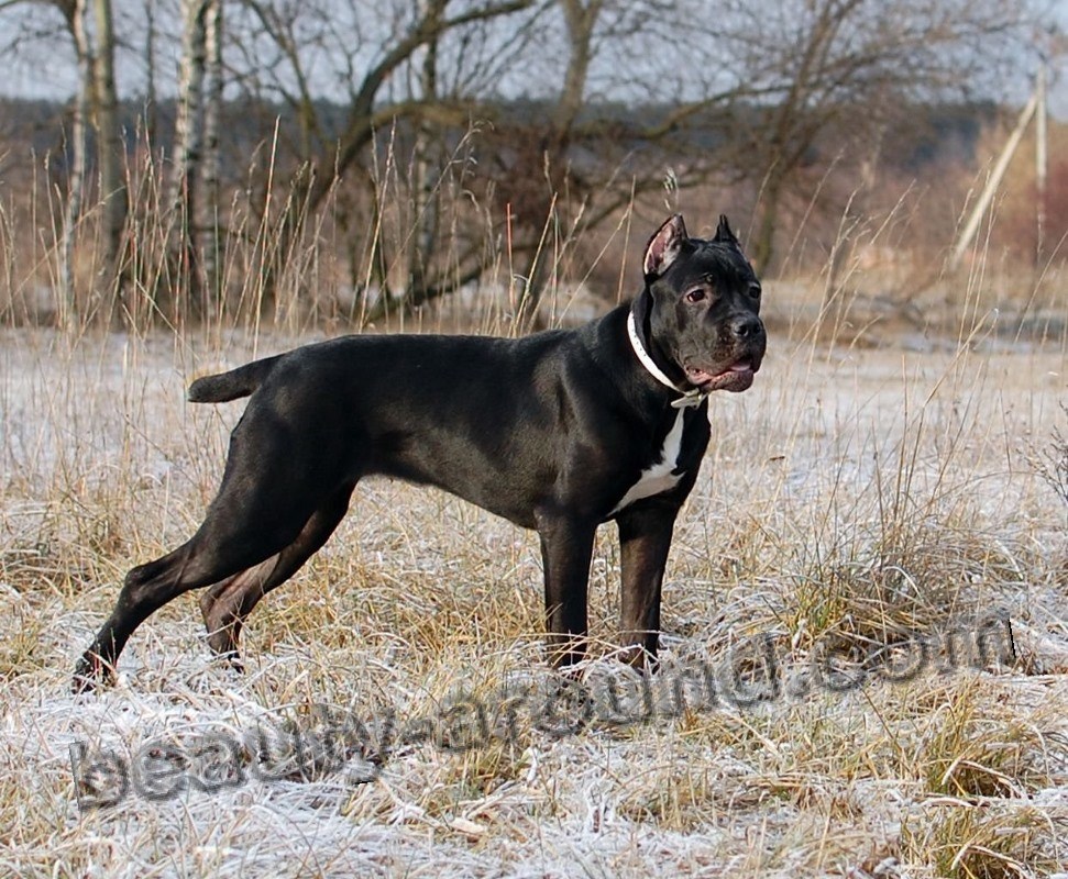 Cane Corso photo