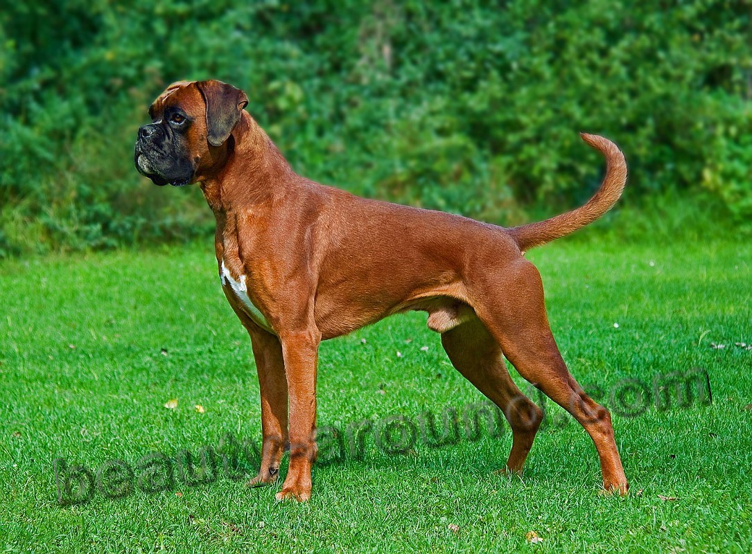 Molosser German boxer photo