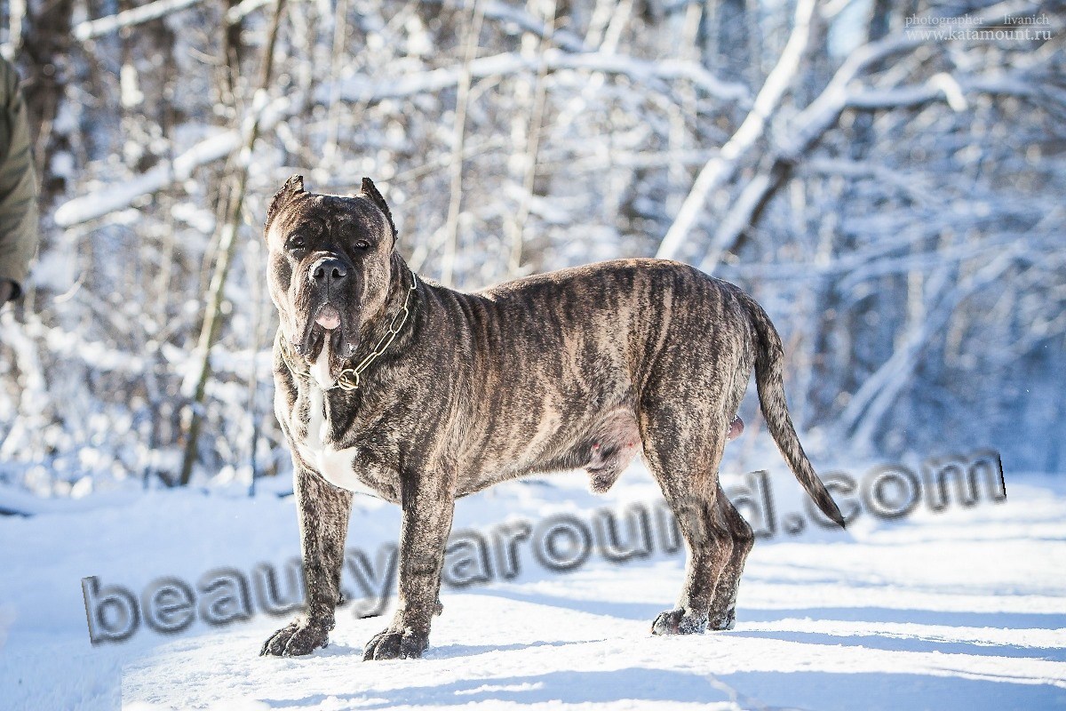 Dogo Canario photo