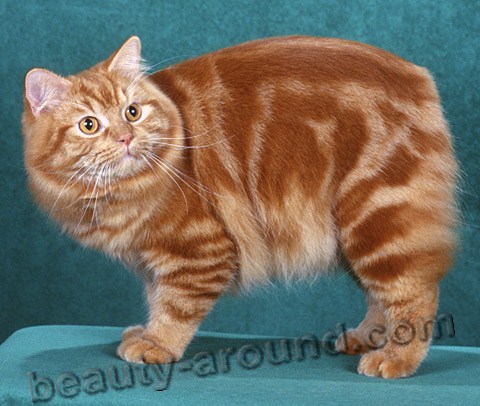 Cymric beautiful cat breeds photos