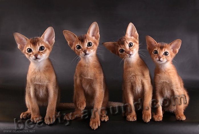 Abyssinian cat beautiful cat breeds photos