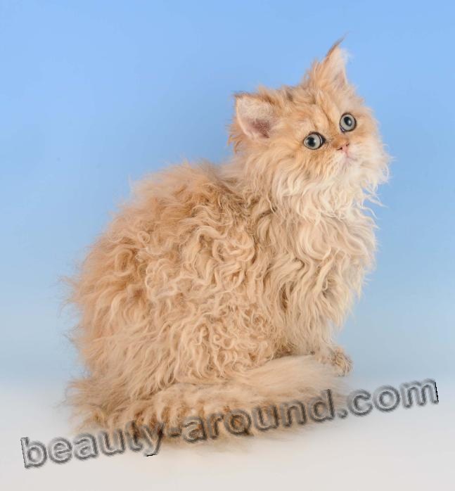 Selkirk Rex beautiful cat breeds photos