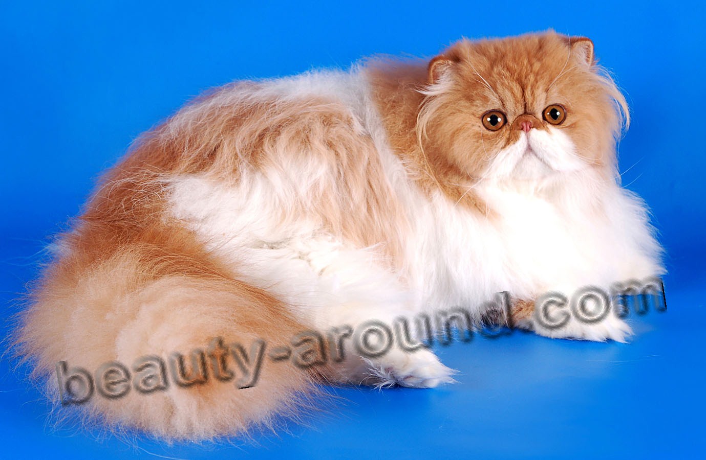 Persian cat beautiful cat breeds photos