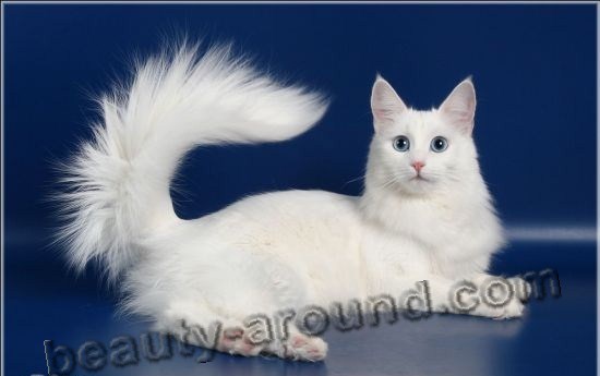 Turkish Angora (Angora cat) beautiful cat breeds photos