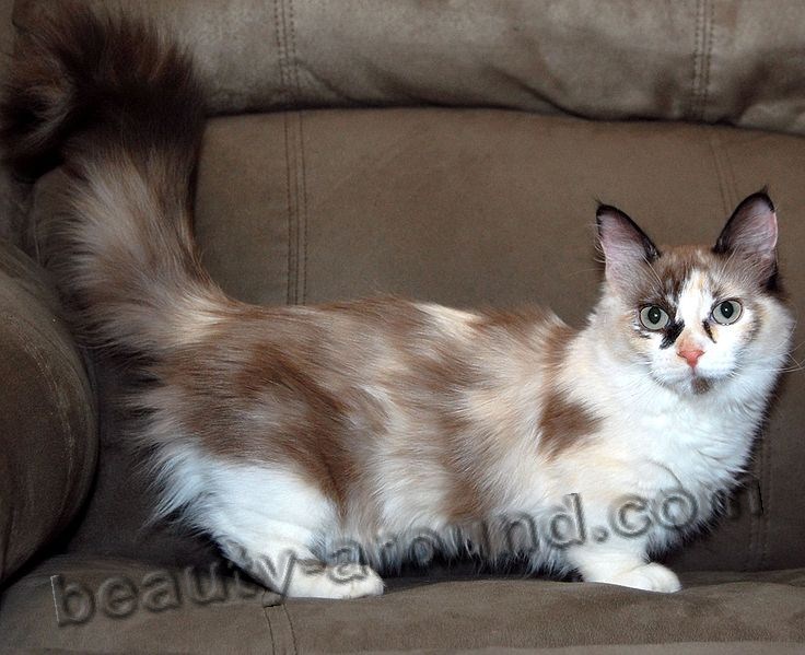 Manchkin beautiful cat breeds photos