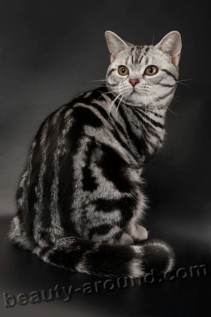 Американская короткошерстная кошка красивая порода кошек