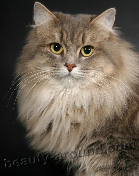 Siberian cat the most beautiful cat in the world