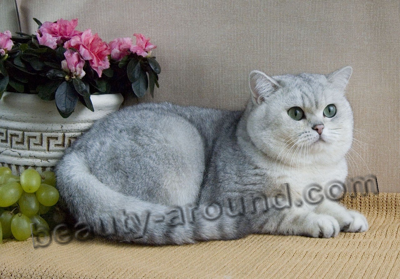 Британские короткошёрстные (Британцы) красивая порода кошек