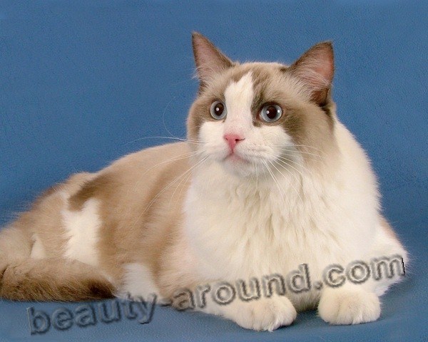 Ragdoll beautiful cat breeds photos